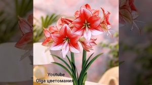 Гиппеаструм уход и содержание в домашних условиях!