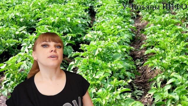 Какие овощи ладят с БОБАМИ на одной грядке?! смотреть онлайн