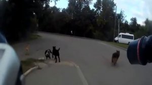 Собаки и электрошокер