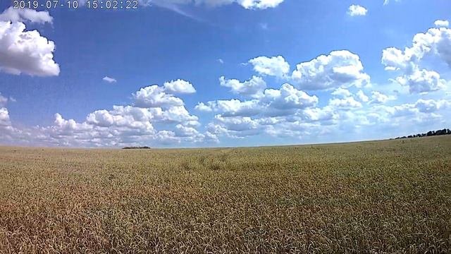 Пшеничное поле.