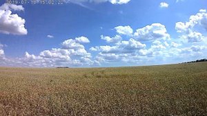 Пшеничное поле.