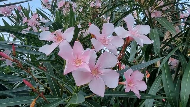 Олеандр 10 интересных фактов. Олеандр символ любви - вы это знали? смотреть онлайн
