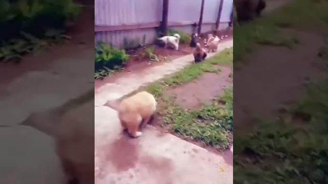 Продажа щенков кавказской овчарки!!! смотреть онлайн