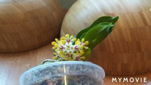 ОРХИДЕЯ ГАСТРОХИЛУС _ УХОД В ДОМАШНИХ УСЛОВИЯХ _