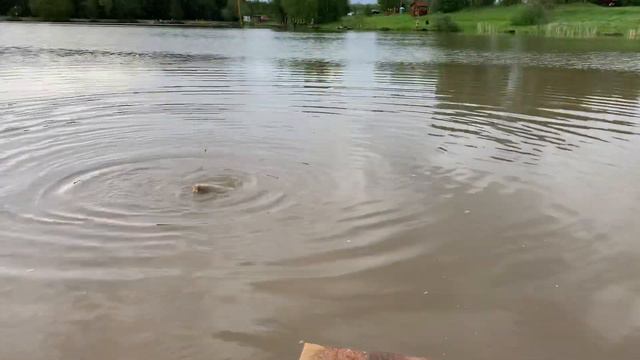 04.06 РК Фишка Данилово, поимка карпа смотреть онлайн