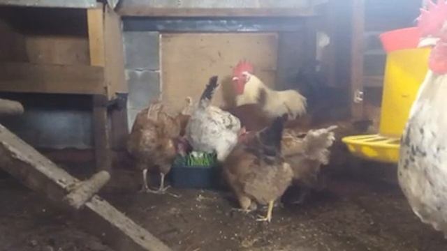 Зелень для кур несушек! Подготовка кур к инкубационному сезону
