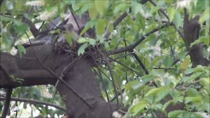 Птенцы дикого голубя в гнезде. Чем их кормит мама?