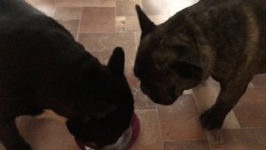 Французские бульдоги БумОсики. Пробуем кисломолочные продукты.