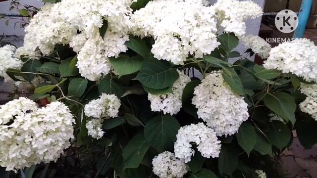 Древовидная гортензия Аннабель. смотреть онлайн