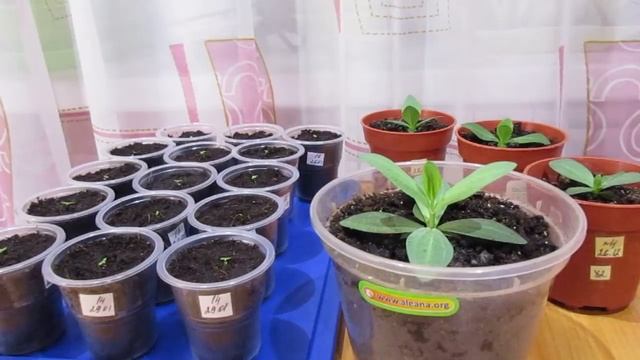 Почему я рано пикирую эустому смотреть онлайн