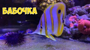 Морской аквариум | Бабочка | Риномурена | Мандаринка | Аппогон