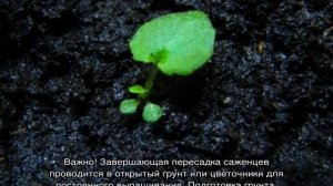 Бегония из семян в домашних условиях — посев и выращивание