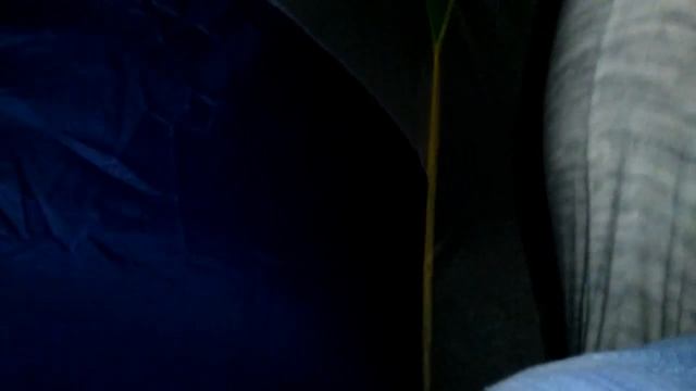 there's a bear outside my tent смотреть онлайн