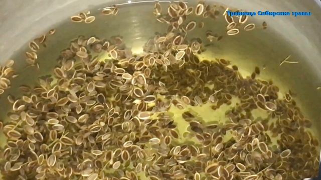 Удивительная укропная вода смотреть онлайн