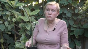 Тетрастигма Вуанье - уход в домашних условиях.