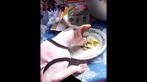 Про Сфинксов  Кошки   Горячие, Лечебные, Нежные| Приколы с животными | Приколы с Animal funny