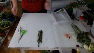 Размножение роз из букета методом бурито