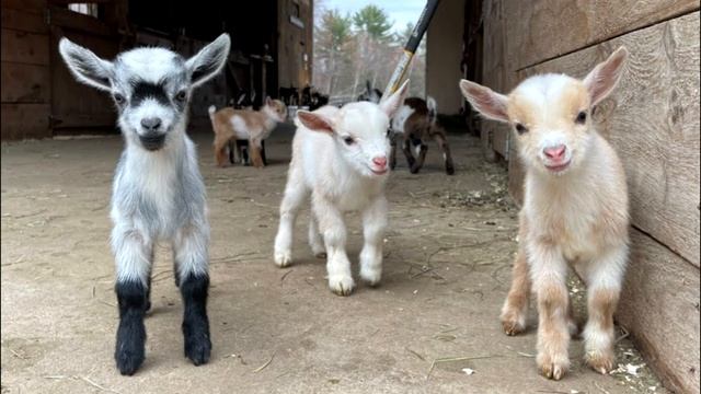 Козлята смотреть онлайн