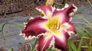 Прогулка в саду лилейников