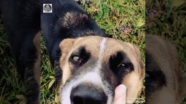 Приют ,,Даная,,. Самый добрый и необыкновенный Хасик! смотреть онлайн