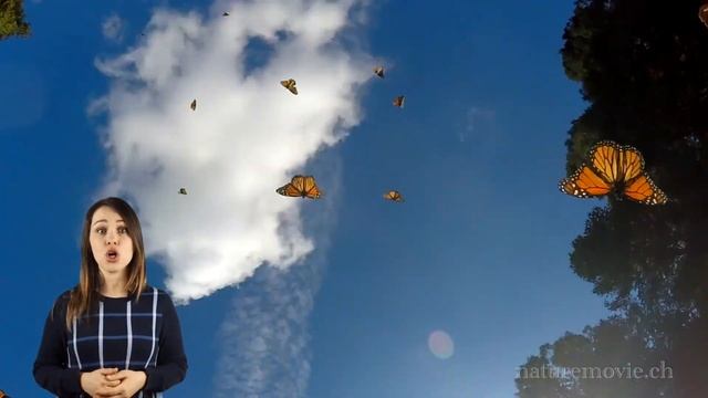 Детская история #3 о бабочках Монарх. Люда Друми смотреть онлайн