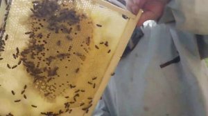 Для начинающих пчеловодов. Первые шаги. Покупка пчелопакета и его посадка в улей.