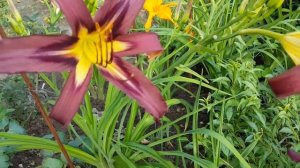 Лилейник Блэк Эрроухед . Hemerocallis Black Arrowhead . Спайдер .