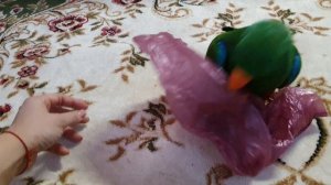 Как попугай рычит 🤗