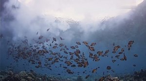 Большой Барьерный риф / Оазис в океане / Часть2