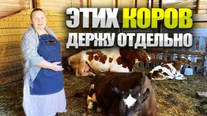 Почему коров держим отдельно? Парное молоко. Ручная дойка.