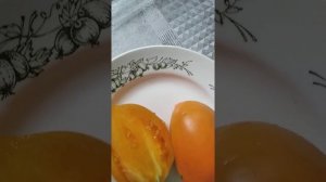 Золотой Кенигсберг обзор томата