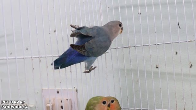 Cockatiel Handfeeding chicks || African lovebirds batch || Java sparrow Batch смотреть онлайн