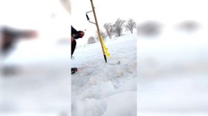 Ловля плотвы зимой на реке в феврале 2020 года