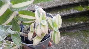 8 Традесканций: названия и различия в уходе