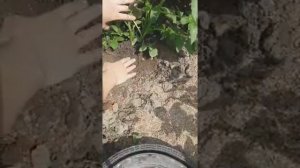 НАДО ИЛИ НЕТ ПОЛИВАТЬ КАРТОФЕЛЬ_.mp4