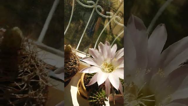 Кактуси "Эхінопсіс оксігона"(Ehinopsis oxygona) смотреть онлайн