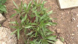 Обзор участка в мае. Рута,энотера(ослинник), овощи.