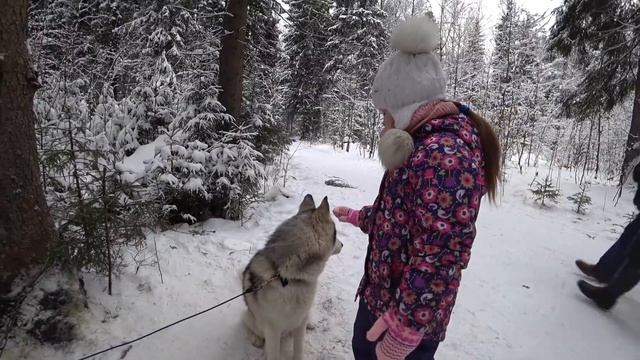 Катание на хаски / Зубровник / Катание на лошадях