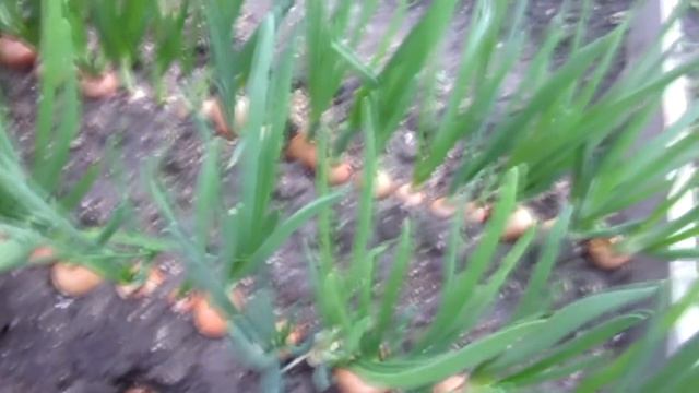 Лук на зелень без теплицы. Весенние посадки смотреть онлайн