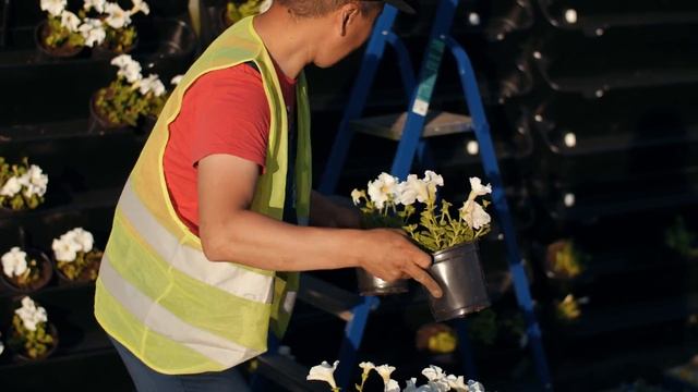 Вертикальное озеленение города. Стена из цветов. смотреть онлайн