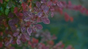 Lens Test - Soligor 85-205 f3.8 MACRO