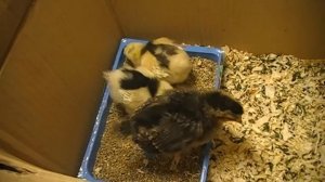 Птичья деревня .Цыплята . 10 дней спустя.