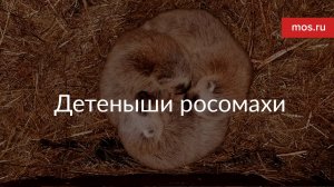 В зоопарке родились детеныши краснокнижной росомахи