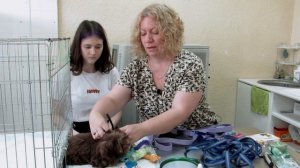 Поводок для щенка. Как выбрать ошейник.