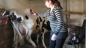 МАСТИТ у коровы.// Нужны ваши советы.// В молоке нашли грибы Candida.//У коровы кандидоз//