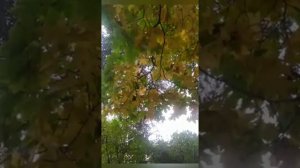 Осень и Женщина очень похожи,Осень капризная, Женщина тоже.