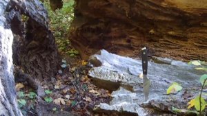 Мой любимый печеночник "Тёщин язык" /  Осенние грибы собираем тещин язык