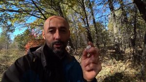 Зонтик пёстрый Macrolepiota procera - внешний вид, отличия от других грибов