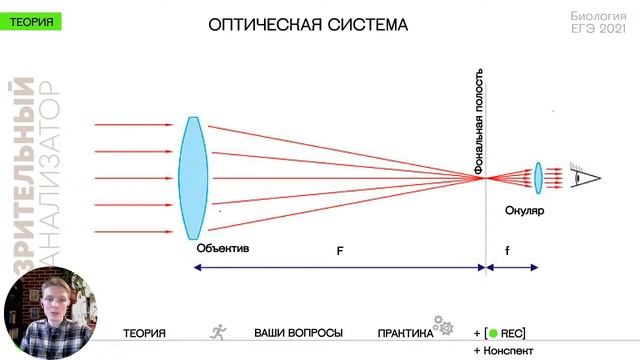 Биология ЕГЭ - Зрительный анализатор. Разберем строение глаза оптическую систему физиологию зрения