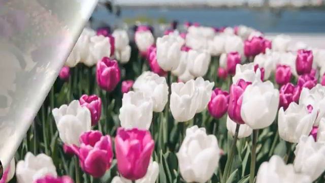 "Ботанічний сад" заняття з природи/ліплення для дітей старшого дошкільного віку смотреть онлайн